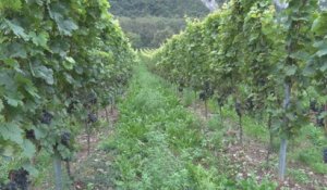 Belle récolte attendue pour la vigne belge