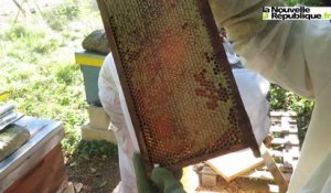 VIDEO. Tours : des ruches en ville pour parler des abeilles