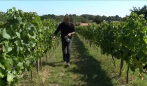 Vendanges : la cueillette des raisins débute en Vendée