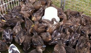 Foire de Lessay : un festival de poils et plumes