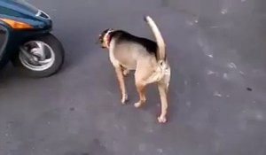 Un chien monte sur un scooter comme un pro