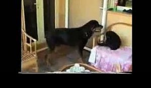 Quand un Rottweiler Joue avec un Bébé Chimpanzé