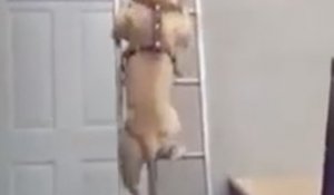 Ce chien est capable de descendre une échelle !