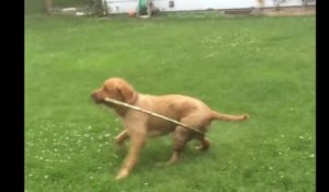 Ce chien a trouver la bonne méthode pour faire du Hula Hoop