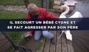 Il secourt un bébé cygne et se fait agresser par son père