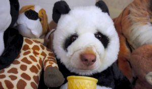 Un chien déguisé en panda mange un cornet de glace