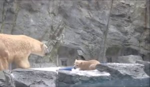 Une maman ours sauve son petit tombé dans l'eau... L’instinct d'une mère!