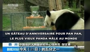 Un gâteau d'anniversaire pour Pan Pan, le plus vieux panda mâle au monde