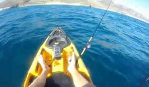 Un requin-marteau attaque un kayakiste
