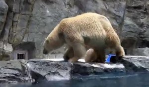 Une maman ours sauve son petit de la noyade