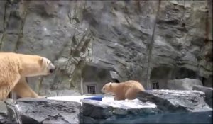 Une maman ours polaire sauve son petit des eaux glacées