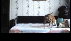 Ce chien est interdit de monter sur le lit par son maître