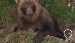 Sans frontières : Russie : les ours attaquent ! - 2015/10/01