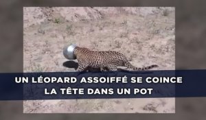 Un léopard assoiffé se coince la tête dans un pot