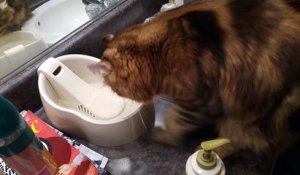 Ce chat a un rituel très bizarre qu'il fait avant de boire