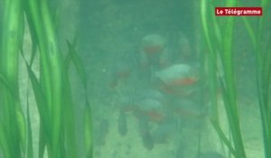 Brest. 30 piranhas à ventre rouge arrivent à Océanopolis