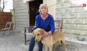 Adoption du chien Lucky : un beau dénouement pour le labrador