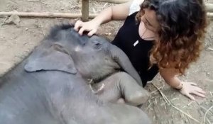 Une jeune femme câline un éléphanteau