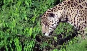 Un jaguar saute dans l'eau et s'empare d'un caïman