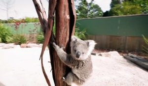 Seance Photo Pour Le Mignon Bebe Koala Sur Orange Videos