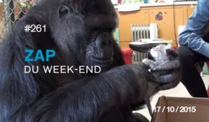 ZAP DU WEEK-END #261 : Double Backflip Superman - Travis Pastrana / Koko le gorille est ses nouveaux amis /