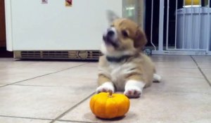 Ce bébé chien a peur d'une citrouille - Il déteste Halloween celui-là