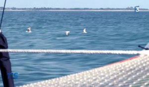 VIDEO. Voile : à la rencontre de Coville et Nelias