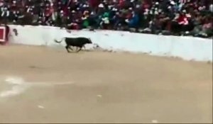 Un taureau sème la panique dans une arène au Pérou