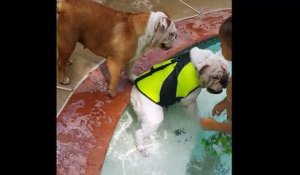 Un chien tire son copain hors de l'eau