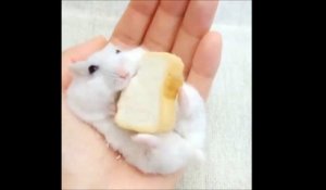 Une grosse souris apprivoisée mange du pain... Trop mignon