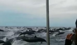 Spectacle grandiose avec un immense banc de dauphins
