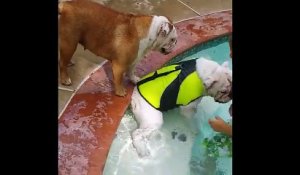 un bulldog croit que son frère va se noyer, il fait tout pour le sauver