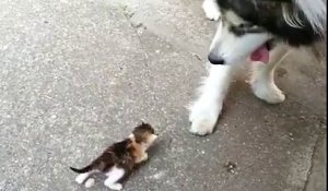 Un gros chien materne un chaton