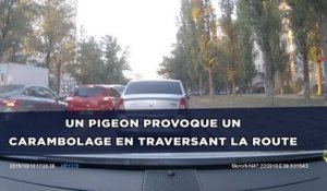 Un pigeon provoque un carambolage en traversant la route