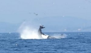 Une orque met un coup de queue à une otarie et la fait voler hors de l'eau