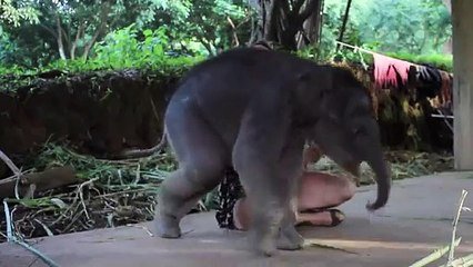 Quand un bébé éléphant apprend à se servir de sa trompe