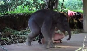 Un bébé éléphant de 2 semaines câline tendrement sa soigneuse