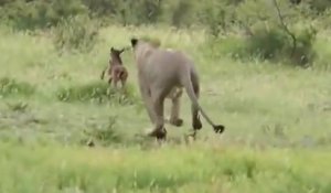 Un lion sauve un bébé gnou