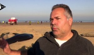 Dix baleines se sont échouées sur une plage à Calais