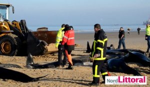 Baleines échouées à Calais: le difficile travail des sauveteurs