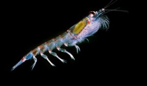 Réchauffement climatique, disparition du krill en antarctique et ses conséquences