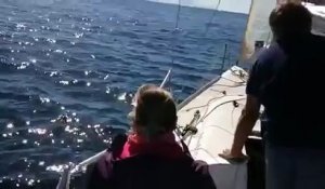 Un voilier secourt un labrador perdu en mer