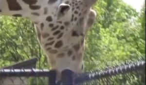 Une girafe suce un poteau