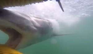 Un requin attaque des plongeurs dans une cage