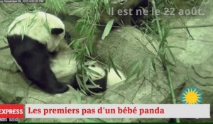 Un bébé panda effectue ses premiers pas