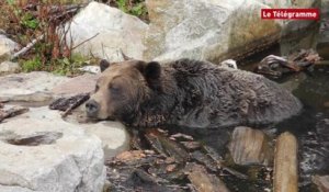 Des hommes et des ours à Grouse Mountains