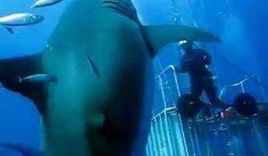 Sans doute le plus grand requin blanc jamais filmé