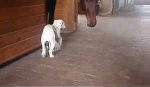 La très belle amitié qui lie un bulldog et un cheval