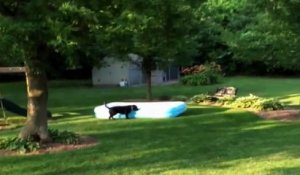 Ce chien se prend pour un tapis volant en embarquant la piscine gonflable