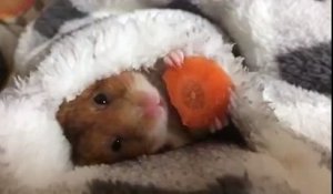 Mignon, un bébé hamster mange un morceau de carotte